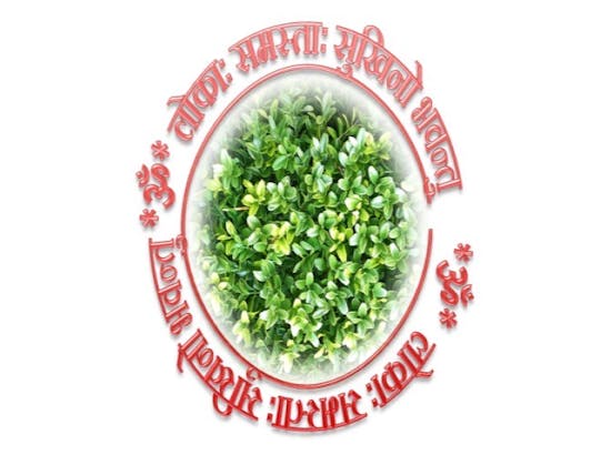 shiben roy